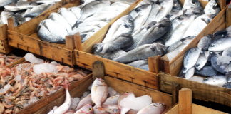 Stop selling fish raised on fishmeal from West Africa, grocers told